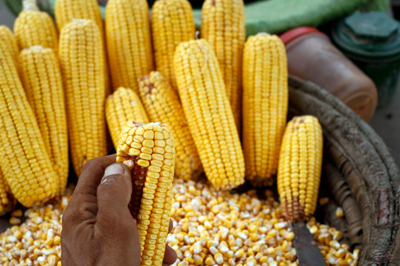 Американское зерно дешевеет; кукуруза на четырехлетнем минимуме
