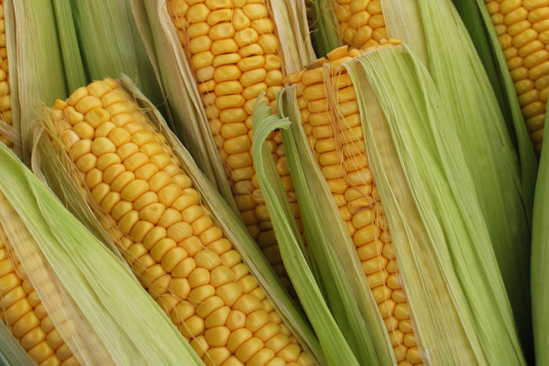 U.S. corn futures slump to 5-year low on record crop prospects