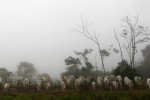 Beef giant Brazil halts China exports after confirming two mad cow disease cases