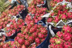 Cấp thiết minh bạch biện pháp SPS trong xuất khẩu thực phẩm