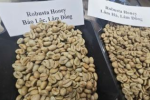 Giá cà phê Robusta tăng dữ dội chỉ sau một đêm