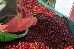 Giá trên đỉnh, Việt Nam có ‘kho vàng’ hết lại đầy, chỉ 2 tháng ôm về 1,58 tỷ USD