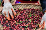 Trung Quốc âm thầm chi tiền khủng mua một mặt hàng của Việt Nam với giá đắt đỏ