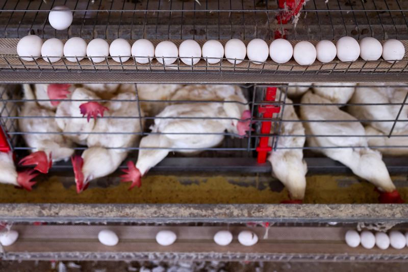 &copy; Reuters Chile reabre mercado para produtos avícolas brasileiros após fim da suspensão por gripe aviária