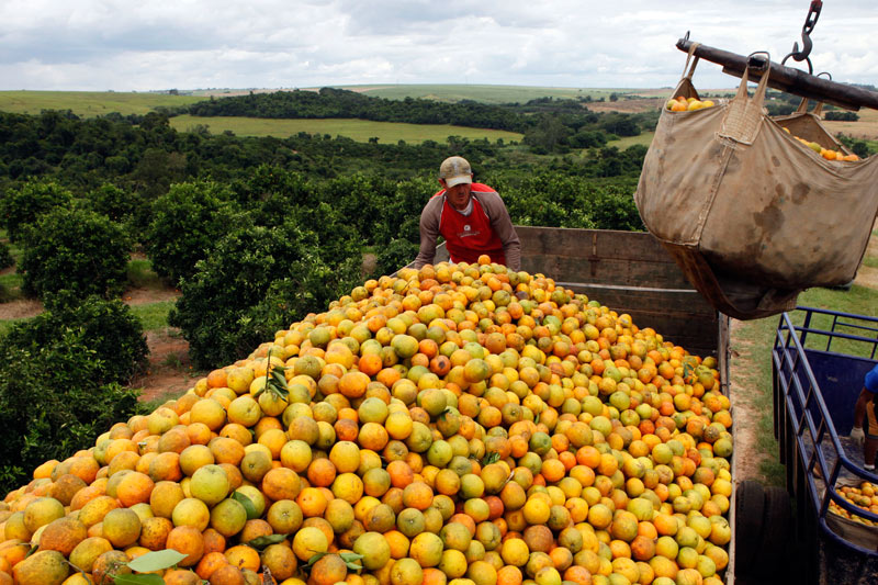 US Orange Juice Imports From Brazil Surge as Florida Suffers Setbacks
