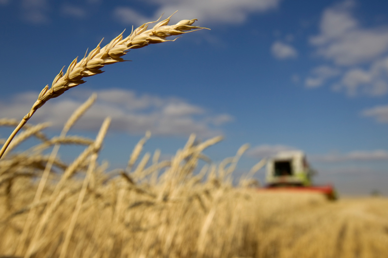 Цены на российскую пшеницу падают на фоне рекордных запасов