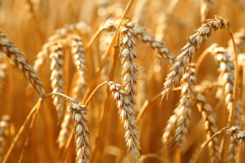 Wheat prices end the week with a loss of 0.98%, the seventh straight weekly decline 