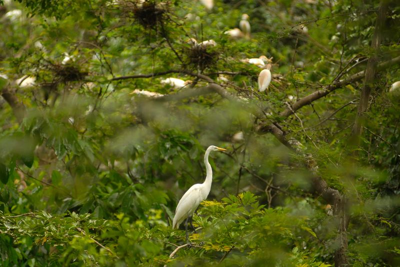 &copy; Reuters. Garça-branca e outras aves fazem ninhos nos galhos de uma árvore na área natural protegida de La Barra, na cidade de Metapán, município de El Salvador
26/05/2012 REUTERS/Ulises Rodriguez (EL SALVADOR - Tags: ENVIRONMENT SOCIETY HEALTH ANIMALS)