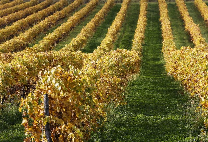 &copy; Reuters. FILE PHOTO: Late autumn colours in vineyards mark a change in season in Cognac, southwestern France, November 6, 2015. REUTERS/Regis Duvignau