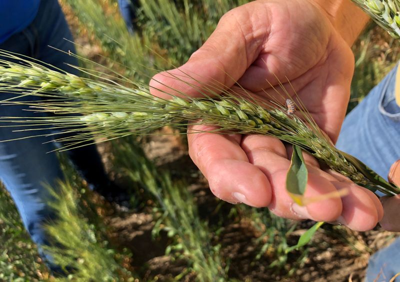 &copy; Reuters. FILE PHOTO: Spring wheat is inspected in central North Dakota, U.S., July 25, 2018.  Photo taken July 25, 2018.  REUTERS/Julie Ingwersen