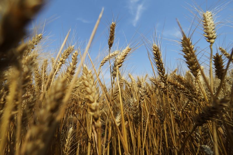 &copy; Reuters. Plantação de trigo
REUTERS/Tingshu Wang