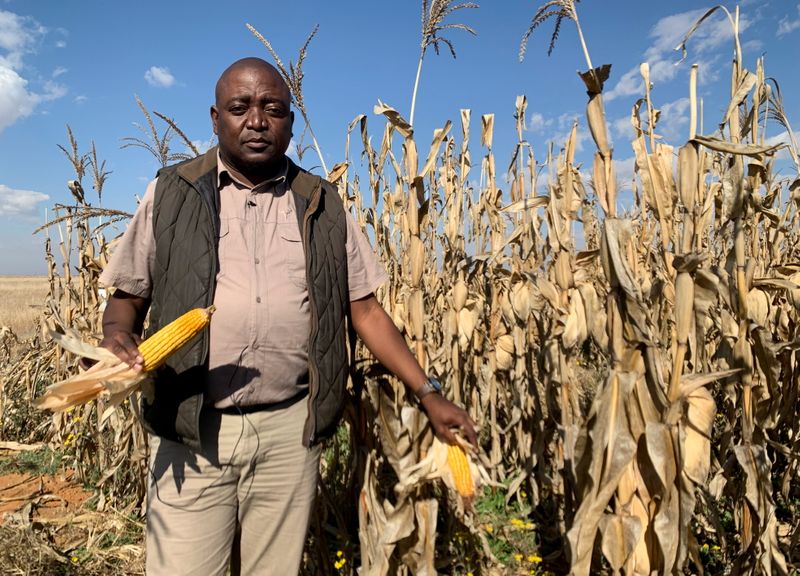 &copy; Reuters. Small scale farmer Happy Letsitsa stands amongst his crops near Welkom, South Africa, June 11, 2021. REUTERS/Siyabonga Sishi