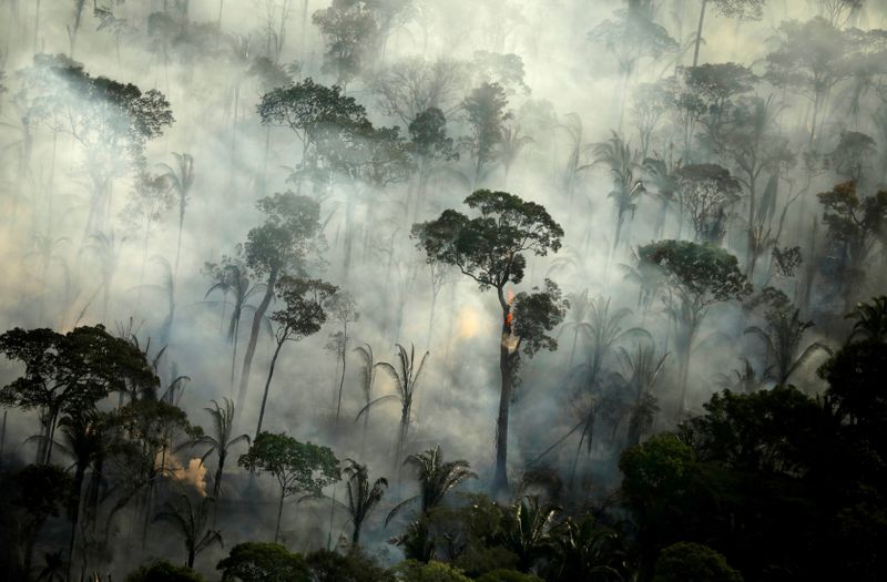 Mais de 10.000 espécies correm risco de extinção na Amazônia, diz relatório