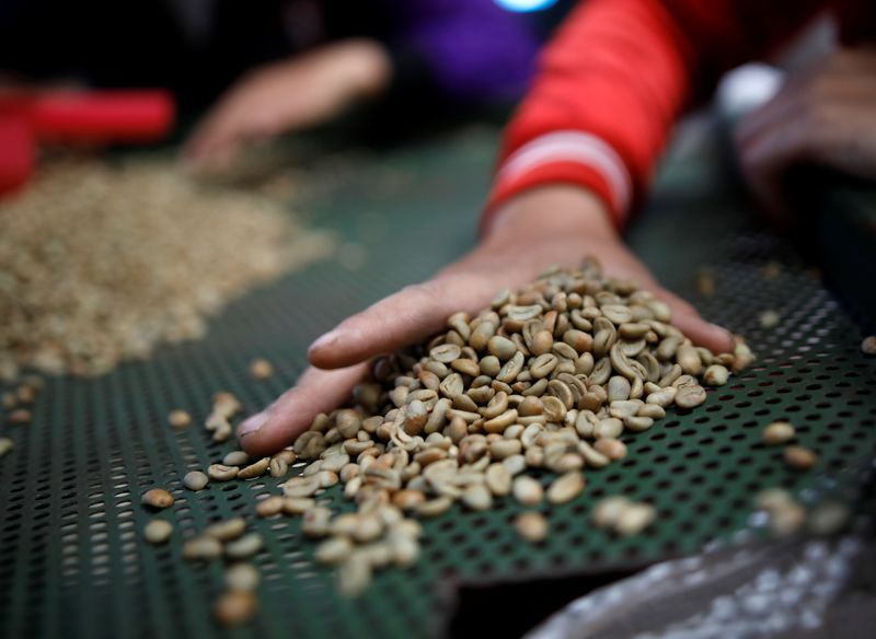 &copy; Reuters. Trabalhadores catando grãos de café verde na Indonésia.
08/05/2018 
REUTERS/Darren Whiteside