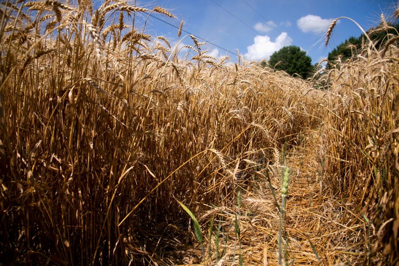 &copy; Reuters. Lavoura de trigo em Shelbyville, Kentucky (EUA) 
29/06/2021
REUTERS/Amira Karaoud