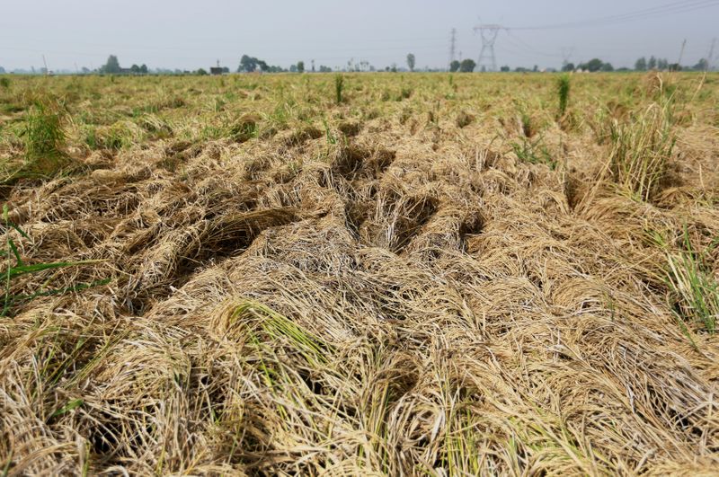 &copy; Reuters. FOTO DE ARCHIVO-Rastrojos en un campo de arroz en Gharaunda, en el estado norteño de Haryana, India. 9 de octubre de 2018.  REUTERS/Adnan Abidi