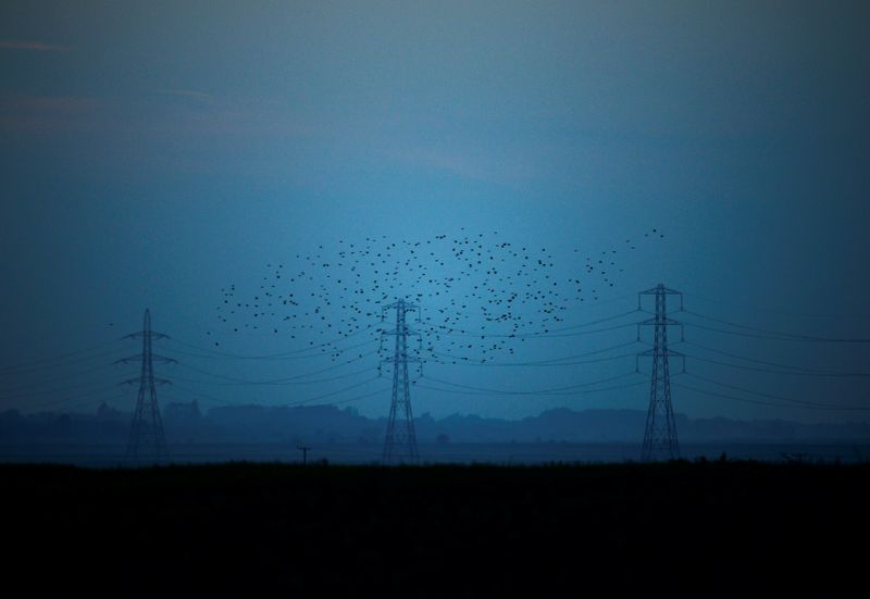 &copy; Reuters. FILE PHOTO: Migrating starlings fly at dusk past electricity pylons silhouetted by the sunset of a clear autumn evening in the Kent countryside,  in Graveney, Britain, October 26, 2015.    REUTERS/Dylan Martinez/File Photo        