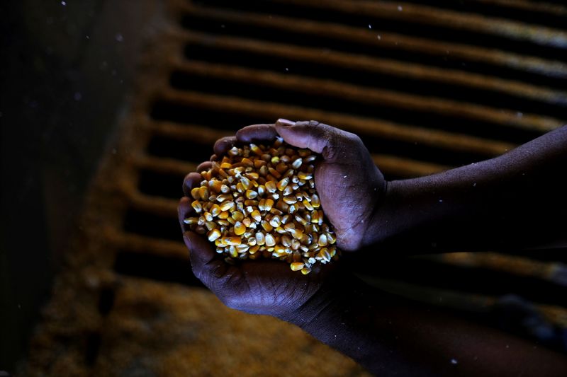 &copy; Reuters. Foto de archivo de un hombre mostrando granos de una segunda cosecha de maíz en el estado brasileño de Mato Grosso
Jul 26, 2017. REUTERS/Nacho Doce/ 
