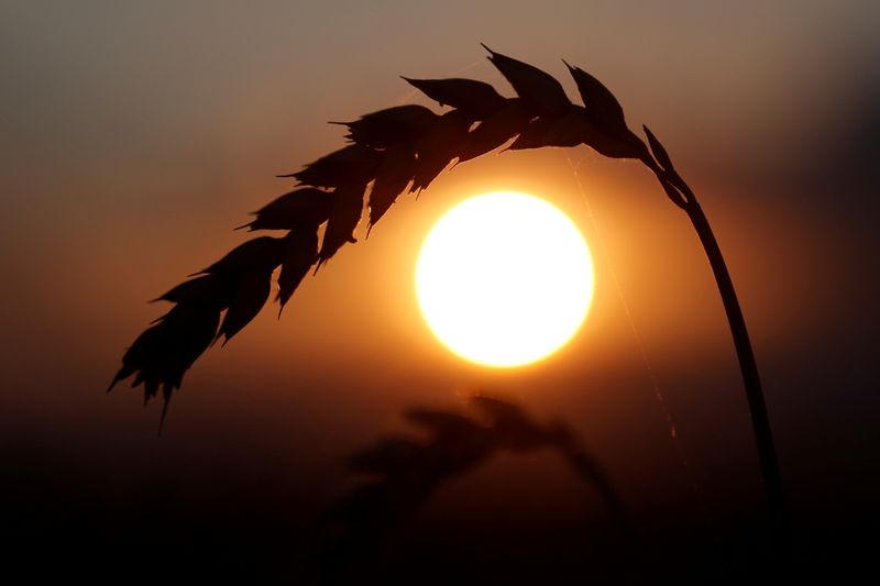 © Reuters. Campo de trigo em Kiev, na Ucrânia. 
17/07/2020  
REUTERS/Valentyn Ogirenko