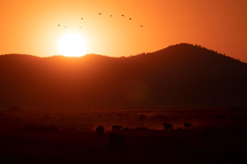 &copy; Reuters. Cattle graze under a sunset tinted with color from wildfire smoke as the Bootleg Fire continues to grow in size near Bly, Oregon, U.S., July 18, 2021.  REUTERS/David Ryder  