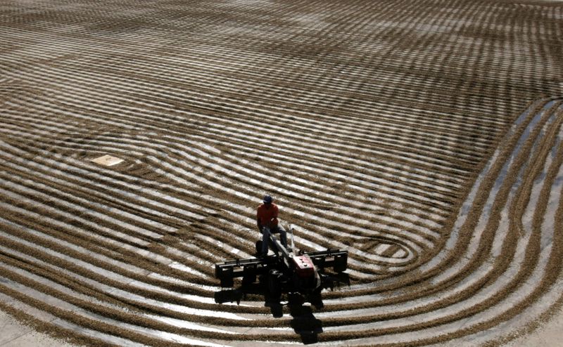 &copy; Reuters. Trabalhador secando grãos de café arábica em Minas Gerais, Brasil.
07/07/2008
REUTERS/Paulo Whitaker