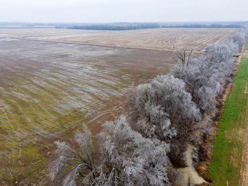 &copy; Reuters. Ice covers a row of trees alongside farmland during extreme cold weather in Mound Bayou, Mississippi, U.S., February 11, 2021.  REUTERS/Rory Doyle