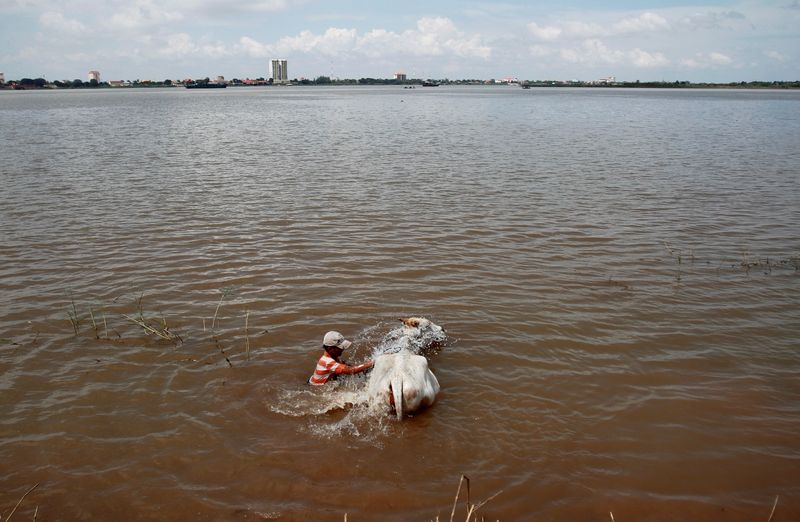 &copy; Reuters. FILE PHOTO: A man washes a cow in the Mekong river in Phnom Penh November 7, 2012. REUTERS/Samrang Pring