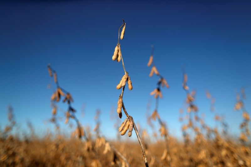 © Reuters. FOTO DE ARCHIVO. Plantas de soja en un campo de cultivo en Chivilcoy, en las afueras de Buenos Aires, Argentina. 8 de abril de 2020. REUTERS/Agustín Marcarián