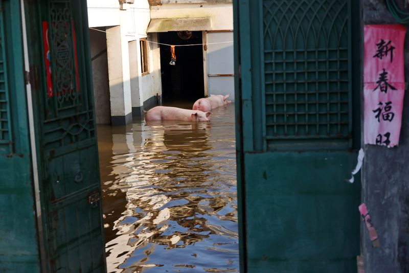 &copy; Reuters. Pigs are seen amid floodwaters after heavy rainfall in Wangfan village of Xinxiang, Henan province, China July 25, 2021. Picture taken July 25, 2021. REUTERS/Aly Song