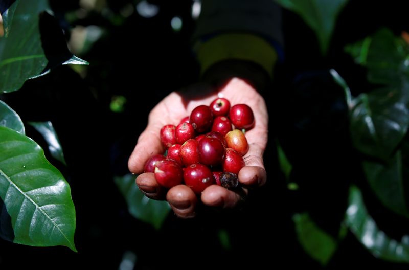 © Reuters. Colheita de café arábica em Pangalengan, Indonésia 
09/05/2018
REUTERS/Darren Whiteside