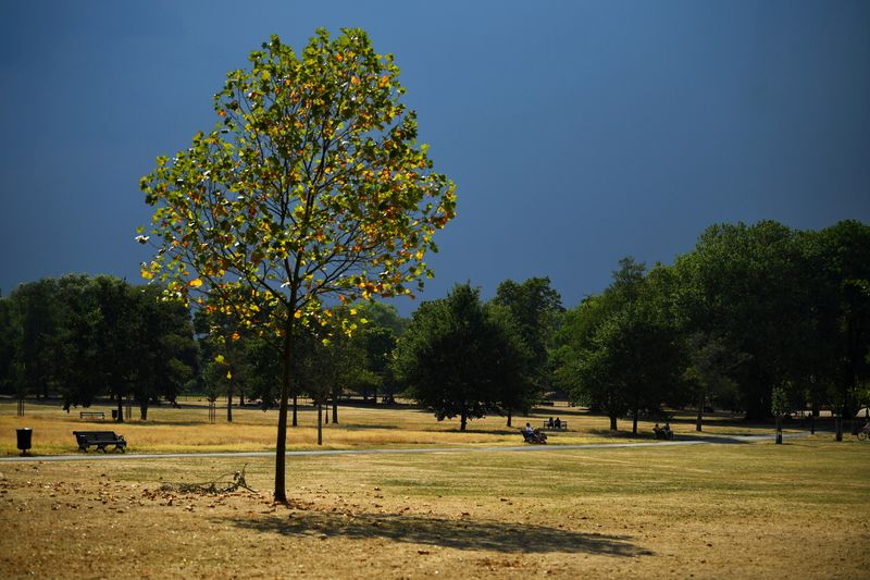 &copy; Reuters. FILE PHOTO: A tree is seen in a sun-dried and parched Clapham Common, during hot weather, amid the coronavirus (COVID-19) outbreak, in London, Britain August 12, 2020. REUTERS/Dylan Martinez/File Photo