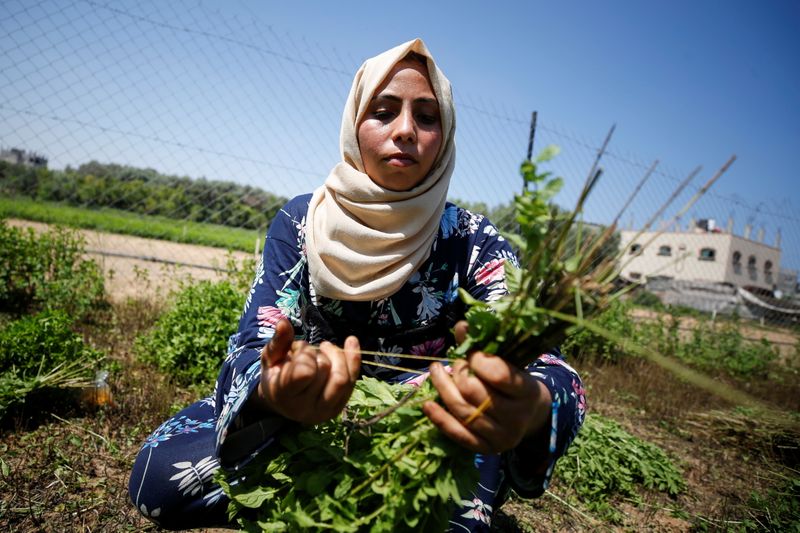 &copy; Reuters. Una mujer palestina recoge menta en el campo de su familia en el norte de la Franja de Gaza. Julio 28, 2021. REUTERS/Mohammed Salem