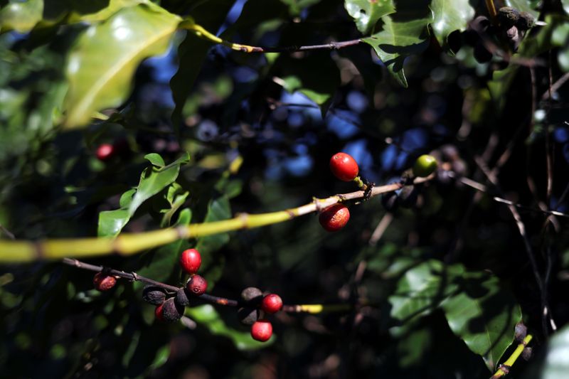 &copy; Reuters. Plantação de café
 6/6/2019 REUTERS/Amanda Perobelli