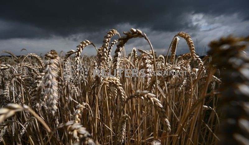 &copy; Reuters. Colheita de trigo em Hesse. 