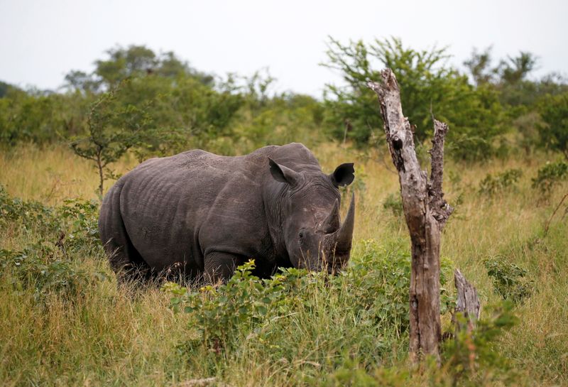 &copy; Reuters. Le braconnage de rhinocéros en Afrique du Sud a rebondi de 50% au premier semestre, par rapport à la période identique de 2020, quand cette activité avait été fortement freinée par les restrictions sanitaires contre l'épidémie de coronavirus, a a