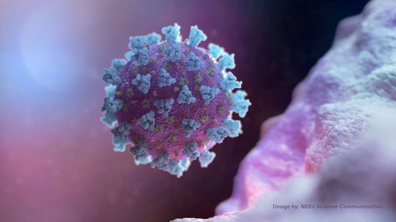 &copy; Reuters. FILE PHOTO: A computer image created by Nexu Science Communication together with Trinity College in Dublin, shows a model structurally representative of a betacoronavirus which is the type of virus linked to COVID-19, shared with Reuters on February 18, 2