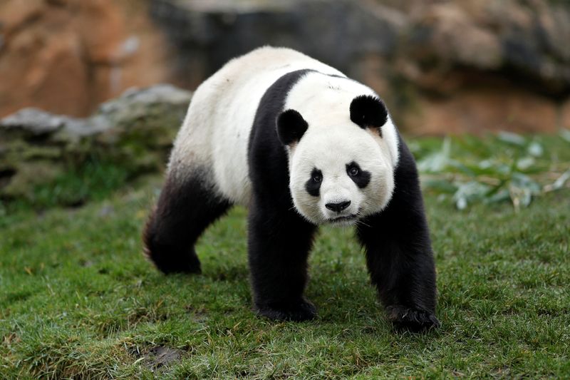 &copy; Reuters. Yuan Zi, un panda géant mâle, est photographié dans son enclos au zoo de Beauval, à Saint-Aignan-sur-Cher, dans le centre de la France. Le zoo situé dans le Loir-et-Cher a annoncé dans la nuit la naissance de jumeaux pandas géants ce lundi, l'un à