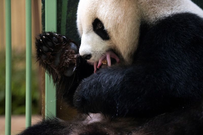 © Reuters. الباندا العملاقة هوان هوان مع واحد من صغيريها بعد ولادتهما في حديقة حيوان بوفال بوسط فرنسا يوم الاثنين. صورة لرويترز حصلت عليها من طرف ثالث.