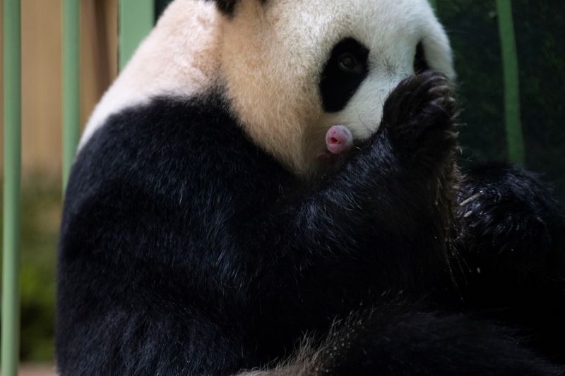 © Reuters. Le panda géant Huan Huan et ses jumeaux sont vus dans leur enclos après la mise bas au zoo de Beauval à Saint-Aignan-sur-Cher, dans le centre de la France. Le zoo du Loir-et-Cher a annoncé dans la nuit la naissance des jumeaux pandas géants ce lundi, l'un à 01h03 et le second à 01h10. /Photo prise le 2 août 2021/REUTERS/ZooParc de Beauval