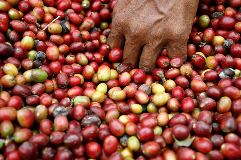 © Reuters. Agricultor seleciona grãos de café durante colheita em Karo, Indonésia 
25/02/2011
REUTERS/Y.T. Haryono