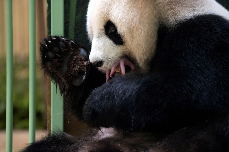 &copy; Reuters. Dois filhotes de panda nascem em zoológico francês de Beauval 
 2/8/2021    ZooParc de Beauval/Divulgação