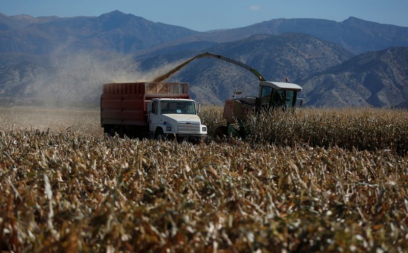 &copy; Reuters. FILE PHOTO: Corn is harvested at the Kenison Farms in Levan, Utah, October 5, 2013. REUTERS/Jim Urquhart 