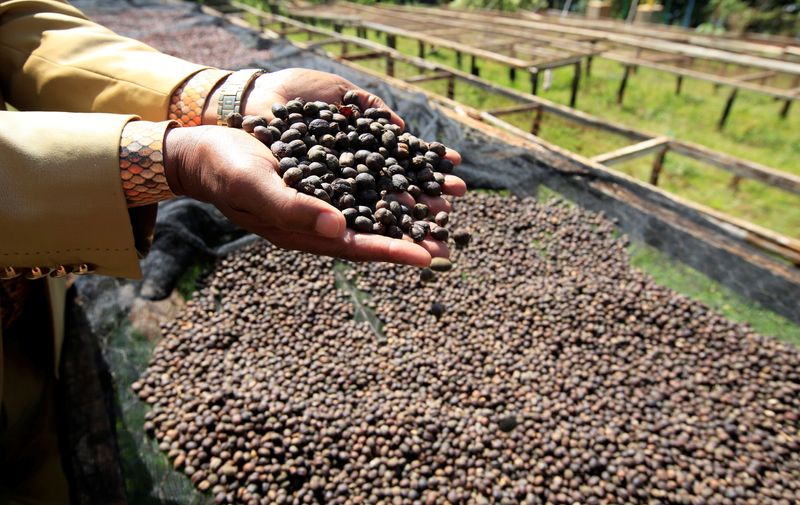 &copy; Reuters. Trabalhador segura grãos de café
3/06/2021
REUTERS/Monicah Mwangi