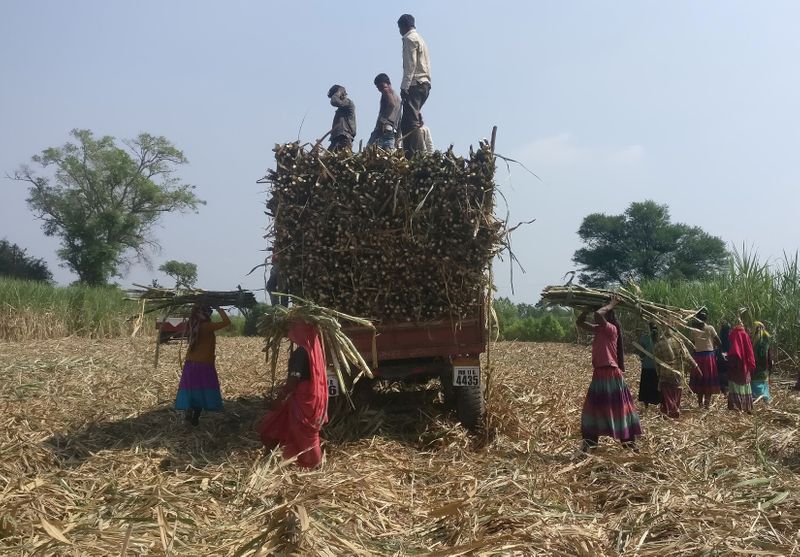 &copy; Reuters. Trabalhadores rurais em lavoura de cana na Índia
10/11/2018
REUTERS/Rajendra Jadhav