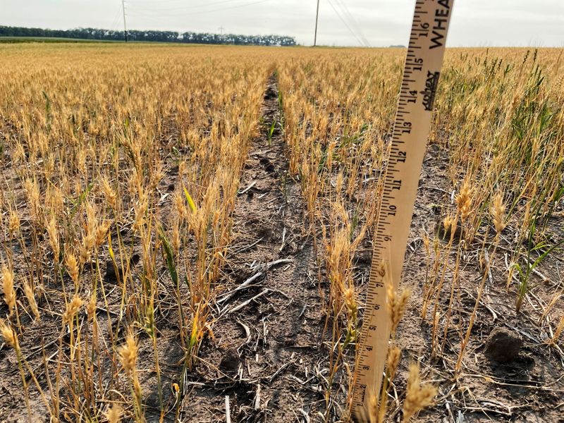 &copy; Reuters. Spring wheat plants stunted by drought stress near Larimore, North Dakota, U.S. July 29, 2021.  REUTERS/Karl Plume