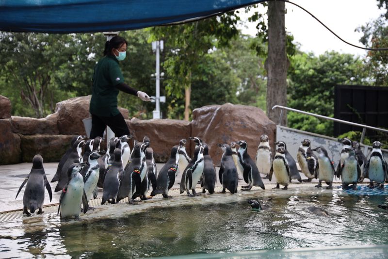 &copy; Reuters. Un trabajador del zoológico vacío de Chonburi en Tailandia alimenta a los pinguinos del recinto y trata de estimularlos para que se mantengan sanos. Agosto 5, 2021. REUTERS/Juarawee Kittisilpa