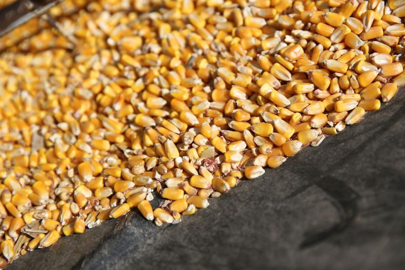 &copy; Reuters. Imagen de archivo referencial de granos de maíz en un contenedor en la base de un tornillo transportador en una granja en Buda, Illinois, Estados Unidos. 6 de julio, 2018. REUTERS/Daniel Acker/Archivo