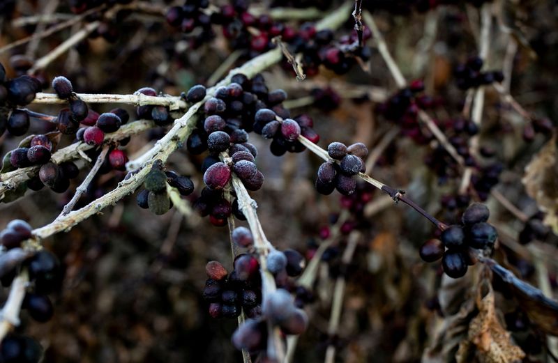 &copy; Reuters. FILE PHOTO: Frosted leaves and coffee cherries hang on coffee crops that were affected by frosts as a strong cold snap hit the south of the top Brazilian producer state of Minas Gerais, in Varginha, Brazil, July 30, 2021. REUTERS/Roosevelt Cassio