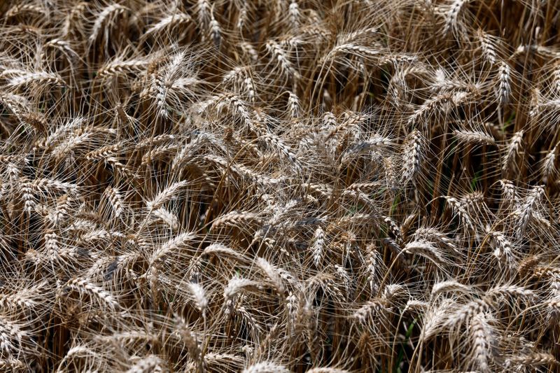 &copy; Reuters. Stalks of wheat are seen on a field during harvest in Orezu, southeastern Romania, July 2, 2014. Romania's 2014 wheat crop rose to a record 7.4 million tonnes from 7.3 million a year earlier while a rapeseed crop of 1.1 million tonnes marked a 44-year hig