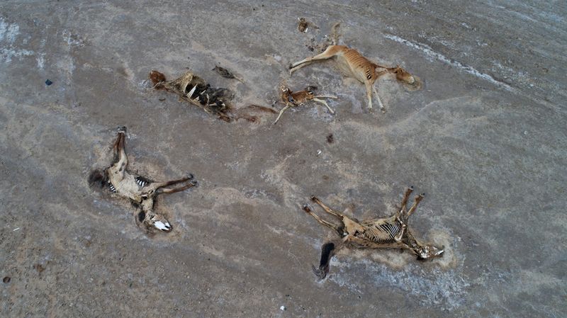 &copy; Reuters. Carcasses of animals lie on the ground outside the village of Tushchykudyk amid severe drought in Mangistau Region, Kazakhstan July 27, 2021. Picture taken with a drone on July 27, 2021.  REUTERS/Pavel Mikheyev